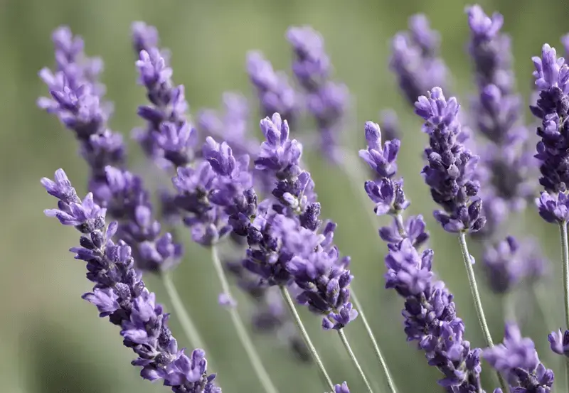 Tips for growing lavender at home